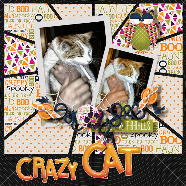 CrazyCat