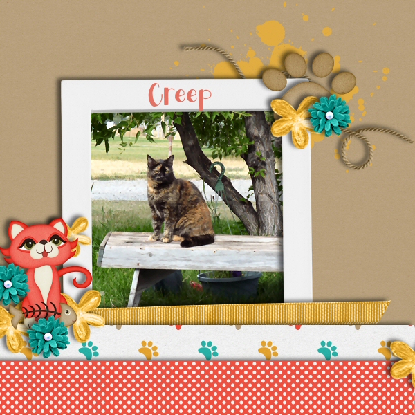 Creep the Cat
