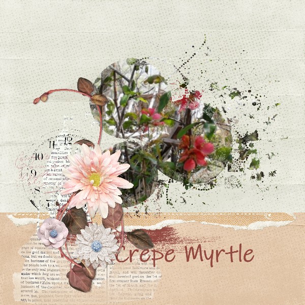 Crepe Myrtle
