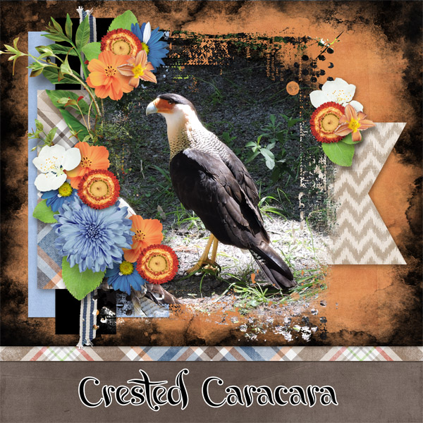 Crested Caracara