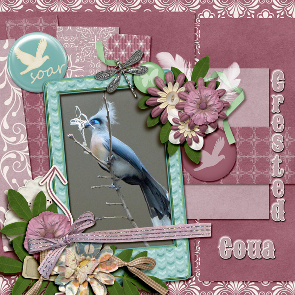 Crested Coua