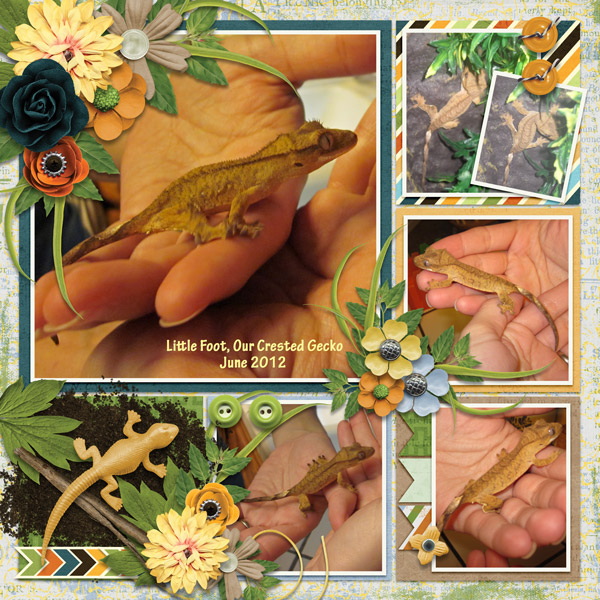 crested gecko