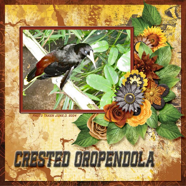 Crested Oropendola small.jpg