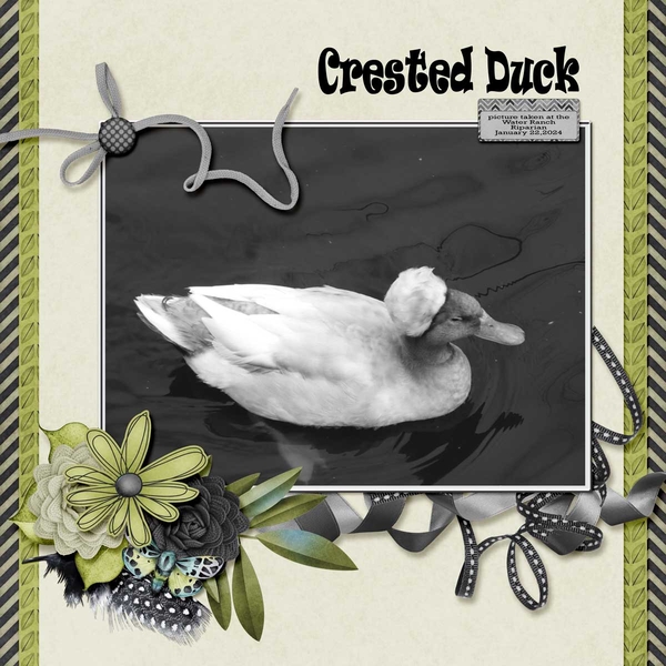 crested_duck_small