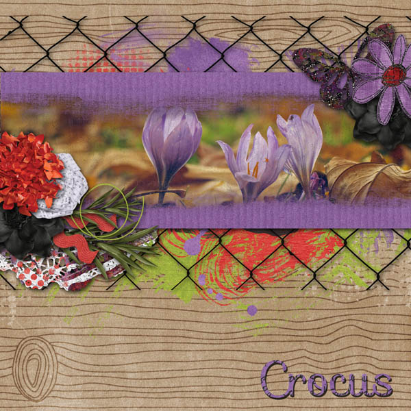 Crocus