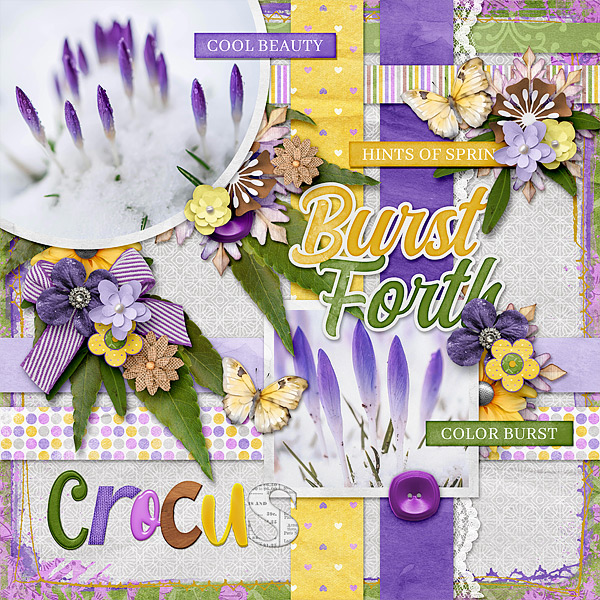 Crocus