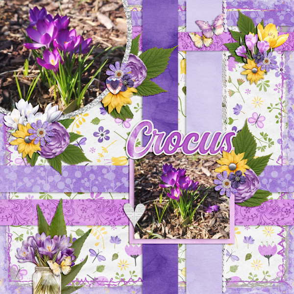 Crocus