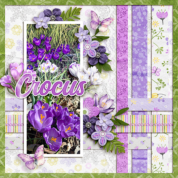 Crocus2