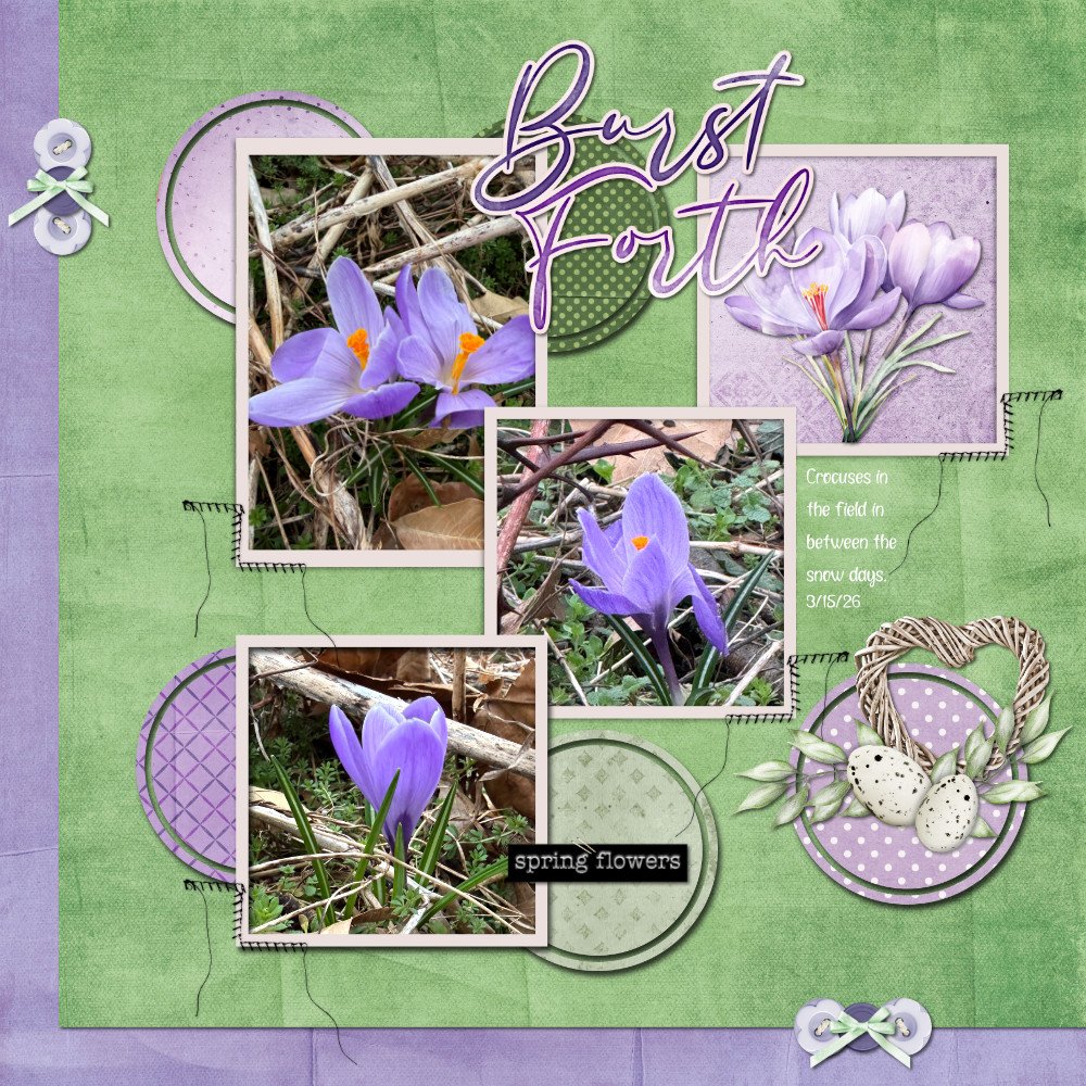 Crocuses 3-15-26