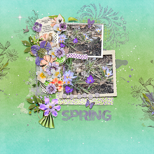 Crocuses