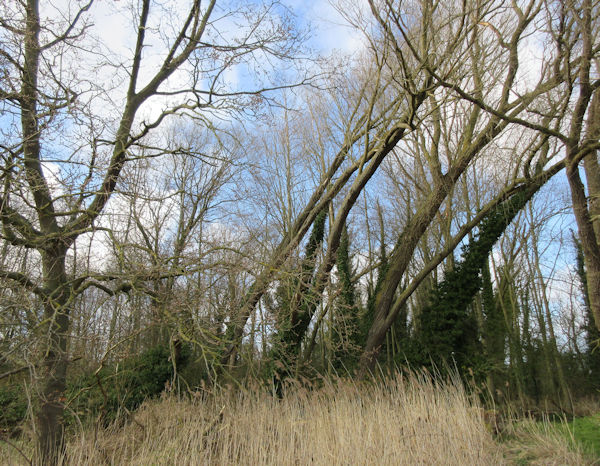 Crooked trees (for bday photo uno)