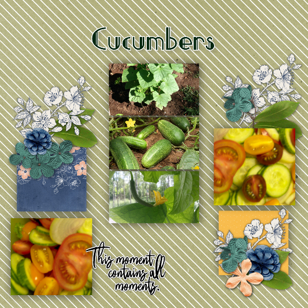 cucumbers