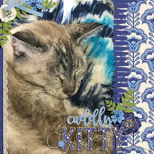 ~Cuddly Kitty~