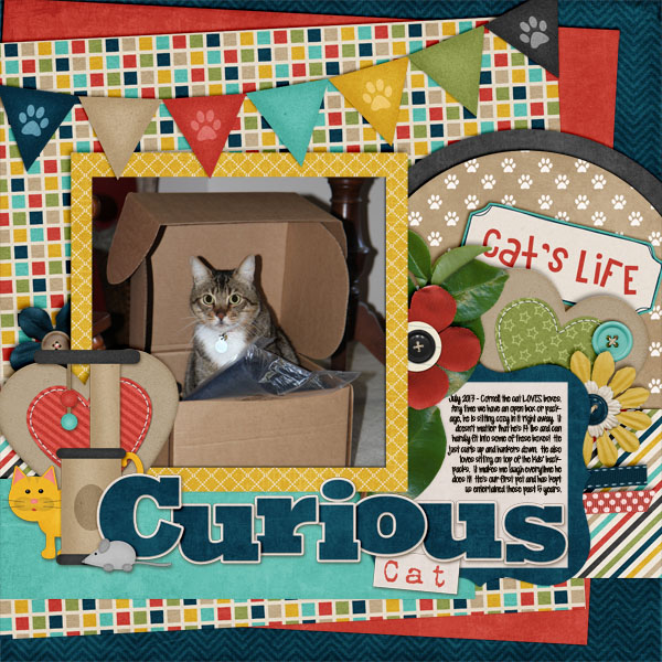 Curious Cat