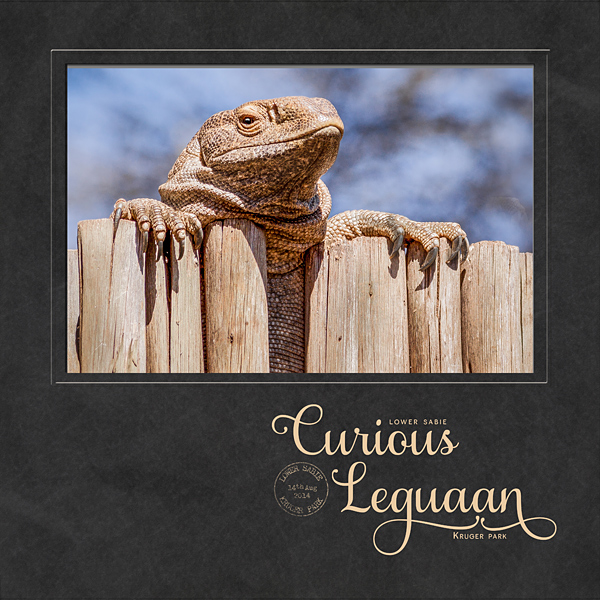 Curious Leguaan