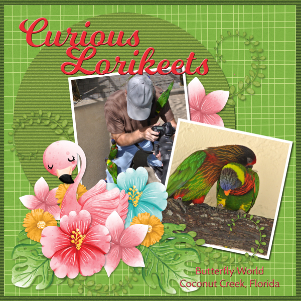 Curious Lorikeets