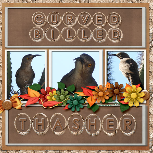 Curved_Billed_Thasher_small