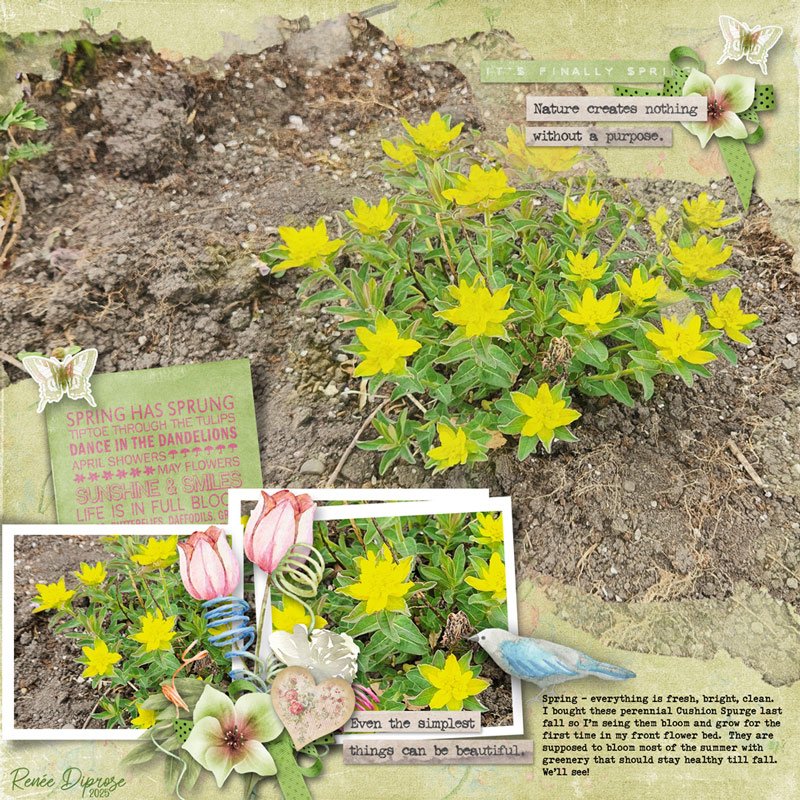 Cushion Spurge