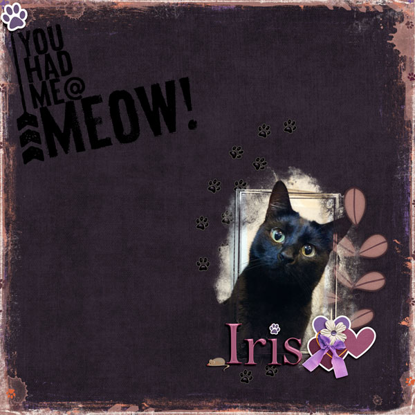 Cute Iris