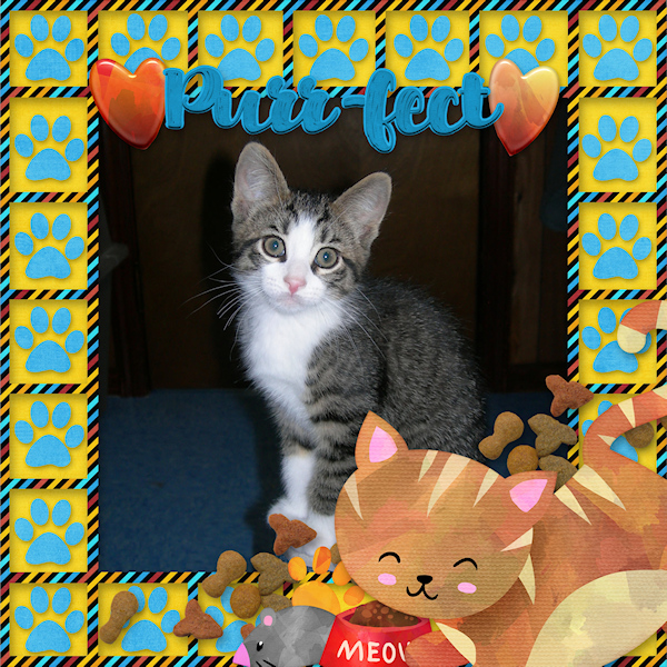 Cute Kitten