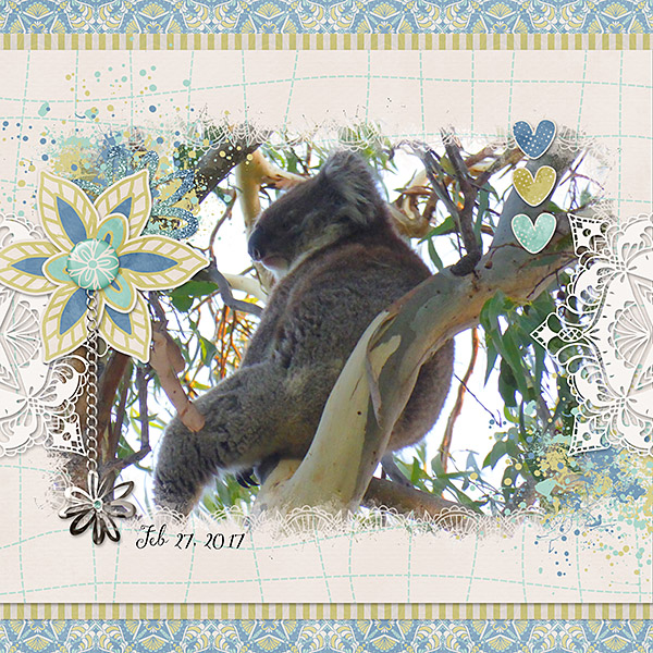 Cute Koala