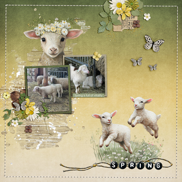 cute lambs