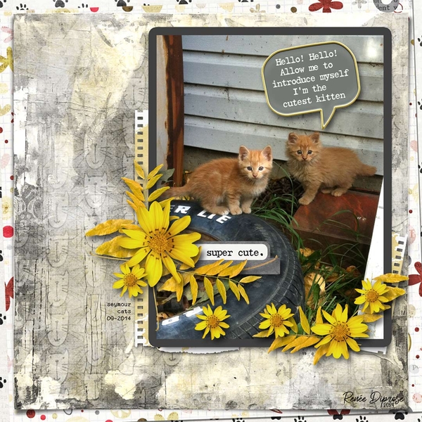 Cutest kittens ever!