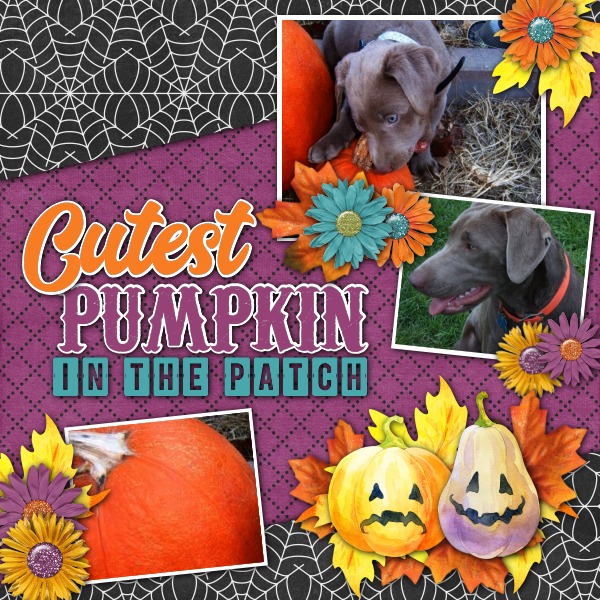 Cutest Pumpkinin the Patch