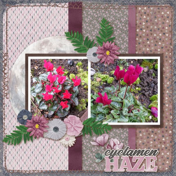 Cyclamen Haze