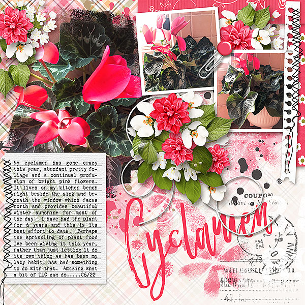 Cyclamen