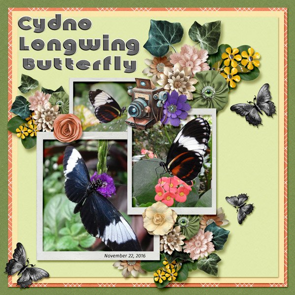 Cydno Longwing Butterfly small.jpg
