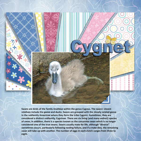 Cygnet