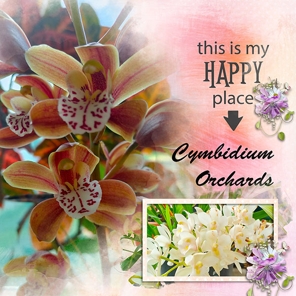Cymbidium Orchids