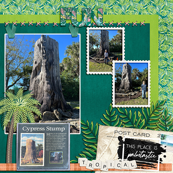 Cypress Stump