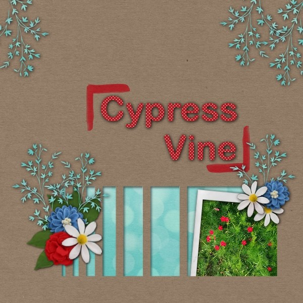 Cypress Vine