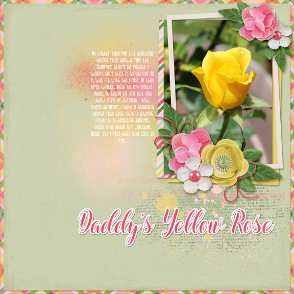 Daddys Yellow Rose