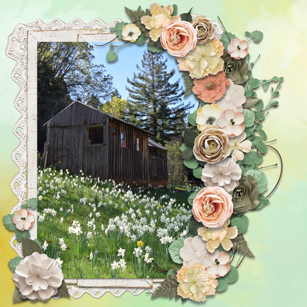 Daffodil Hill spring