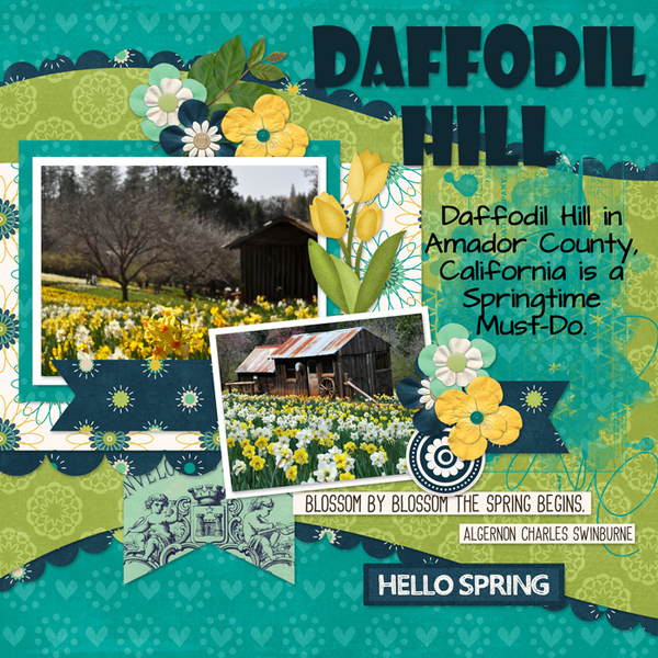 Daffodil Hill