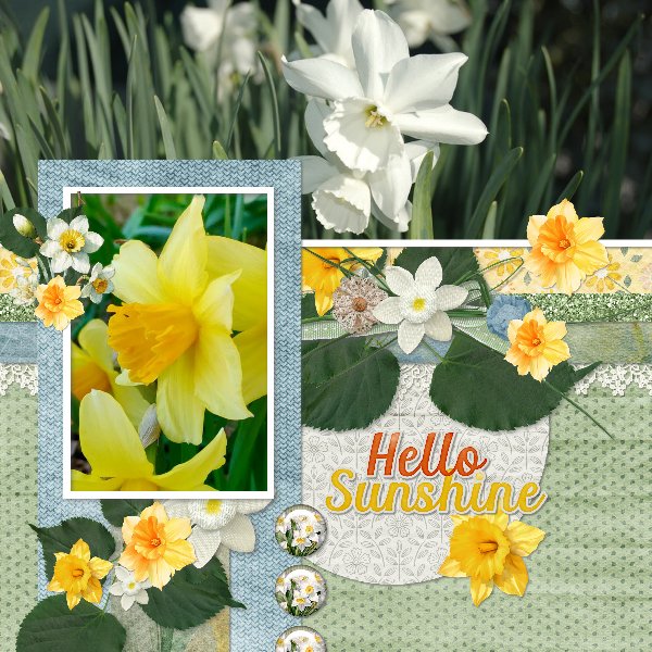 Daffodil.jpg