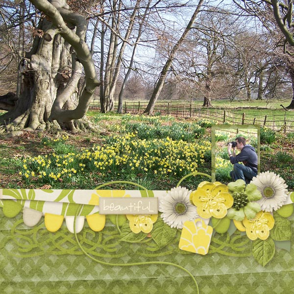 Daffodil Spring