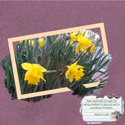 Daffodils 2015