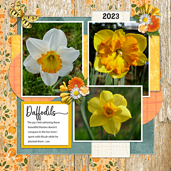 Daffodils 2023