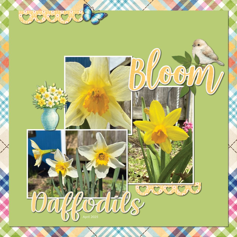 Daffodils 4-22-25