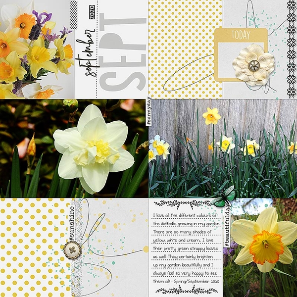 DAFFODILS - SEPTEMBER SPRING - PAGE 1