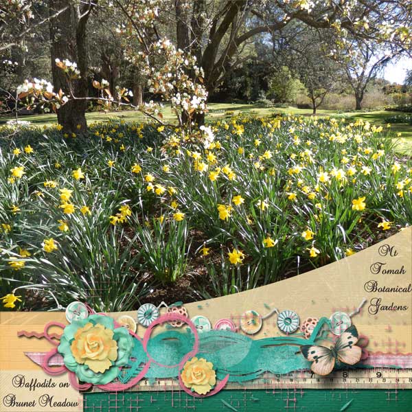 Daffodils