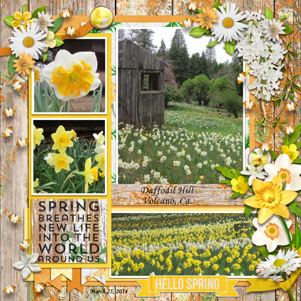 Daffodils