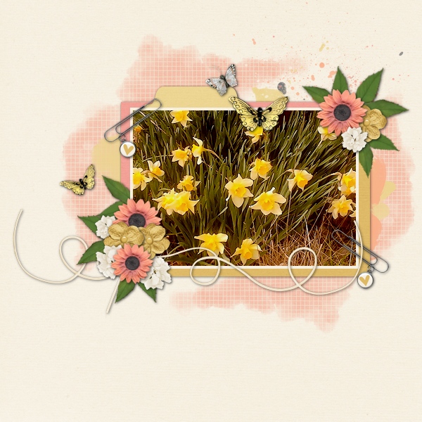 Daffodils