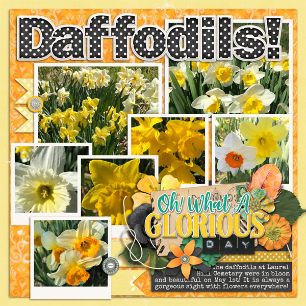 Daffodils!