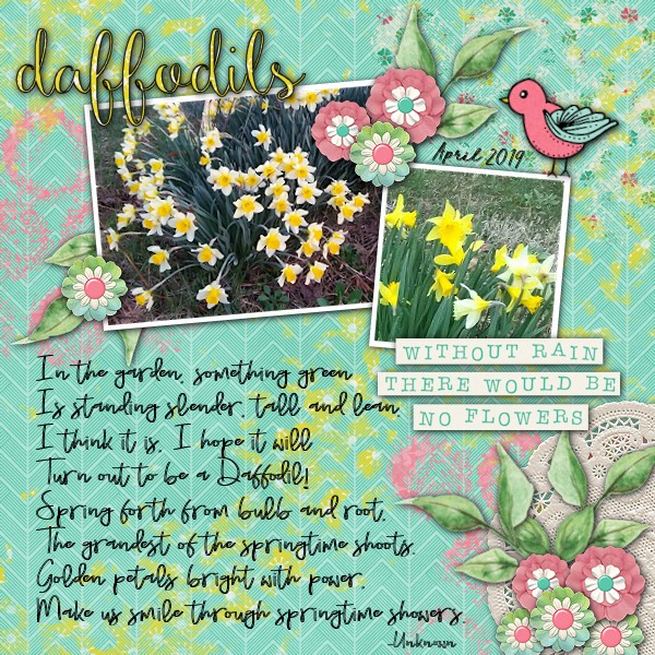 Daffodils