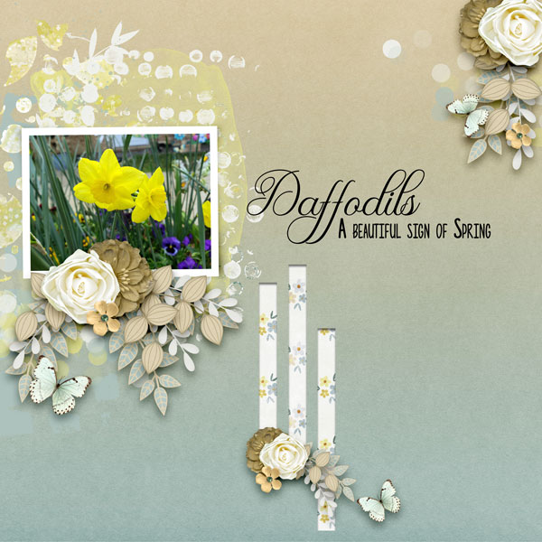 Daffodils